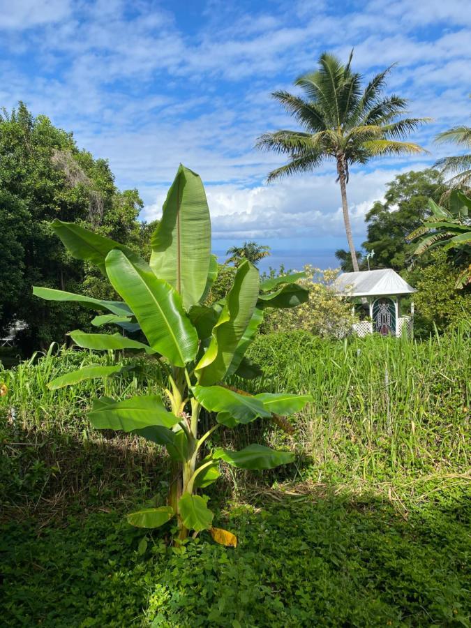 הוילה Kealakekua Cozy Jungle Boat Hideaway With Stunning Ocean View מראה חיצוני תמונה